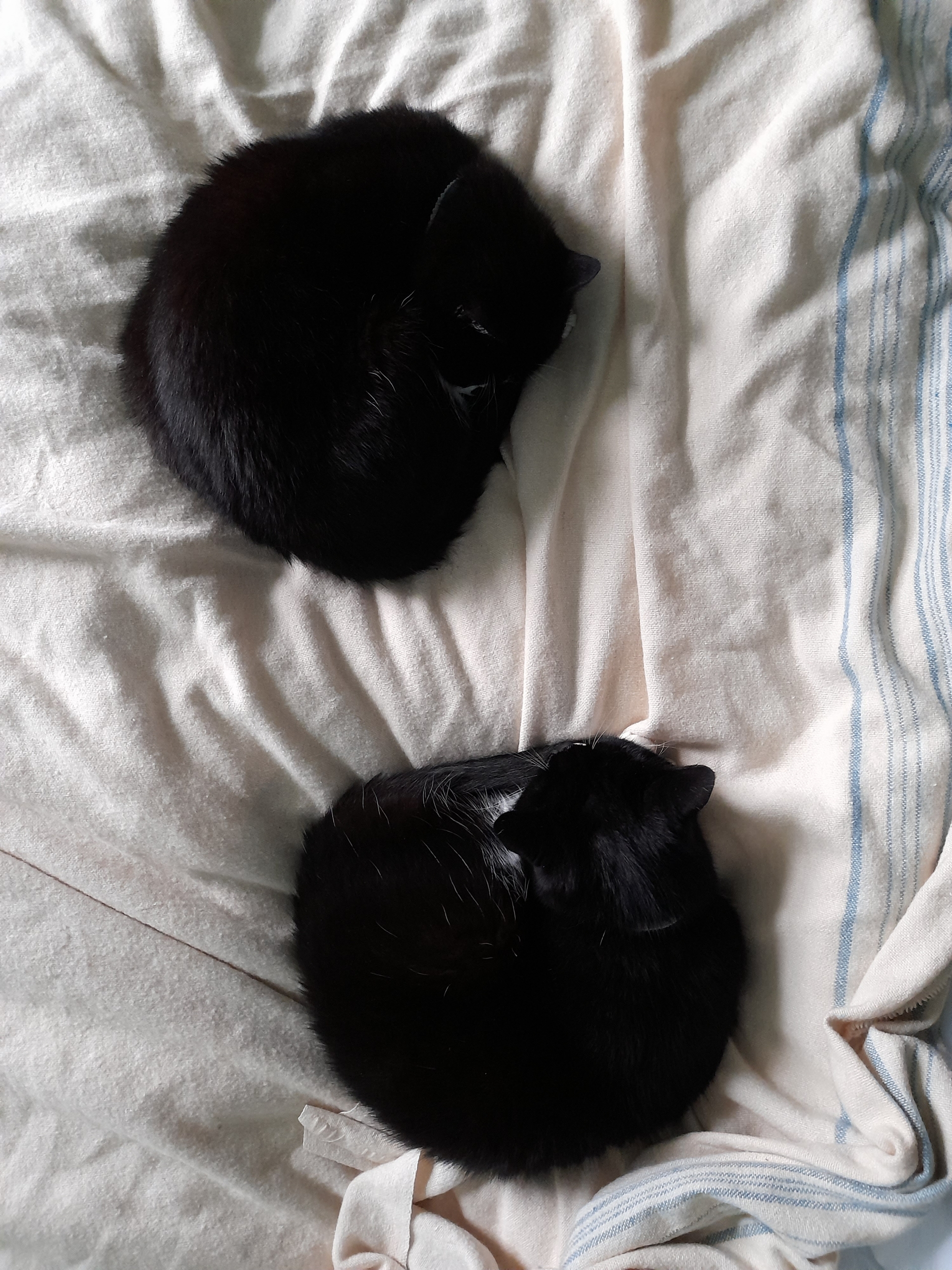 Two mostly black cats curled up on a bed